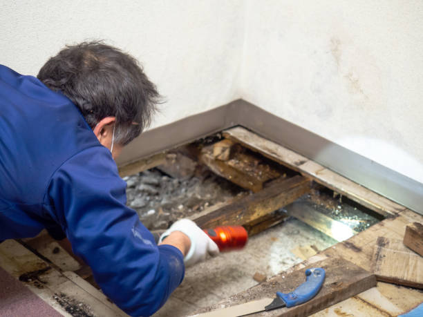 Best Crawl Space Mold Remediation  in Leonville, LA